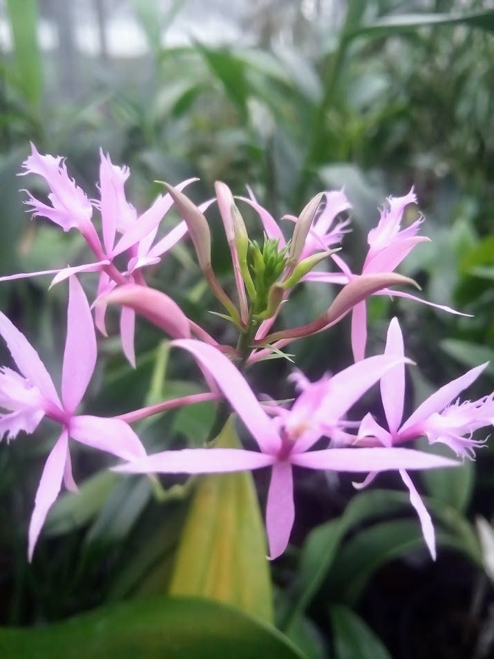 Orchideen Bruno Jenny