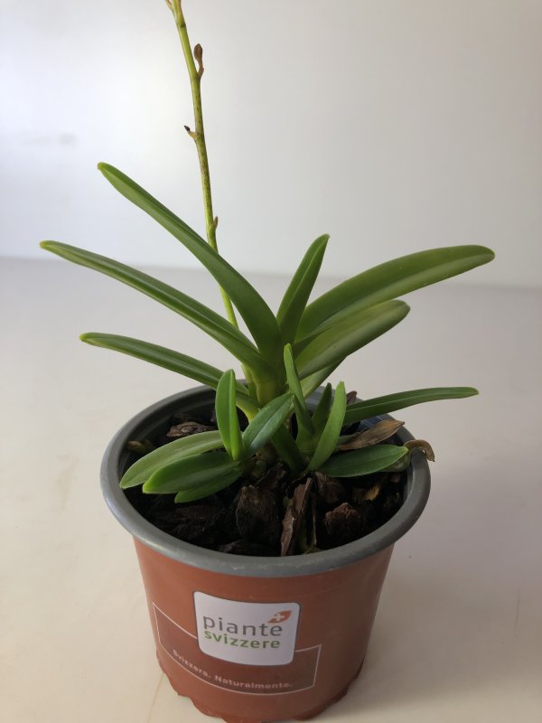 Renanthera imschootiana x Vanda falcata
