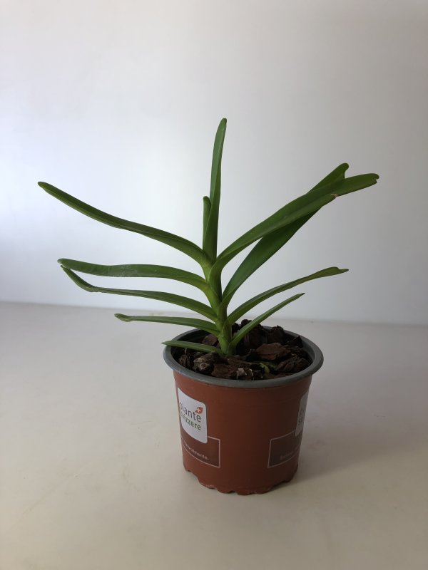 Renanthera citrina