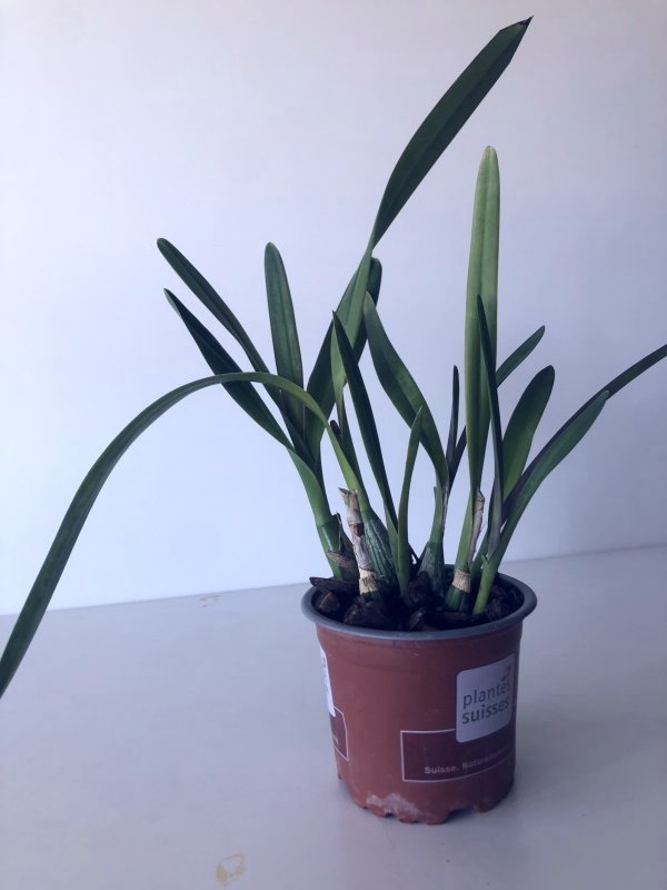 Encyclia patens