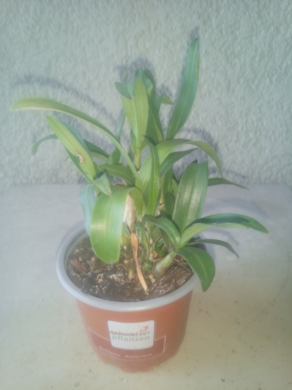 Polystachia  pubescens