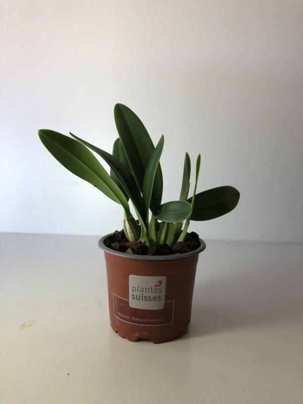 Laelia anceps alba