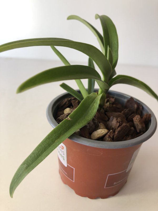 Sarcochilus Cholita Cuencana Ulnura Spice x Fairy