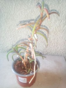 Luisia thailandica
