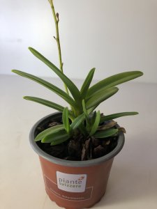 Renanthera imschootiana x Vanda falcata
