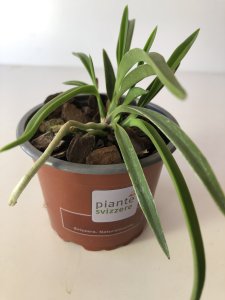 Neofinetia falcata Kibana