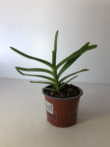 Renanthera citrina