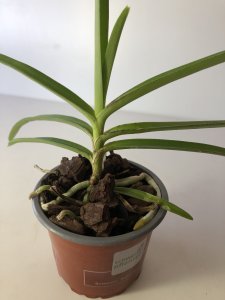 Vanda coerulescens x V.christensoniana