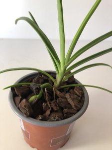 Holcoglossum rupestre x Vanda luzonica