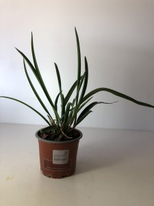 Brassocattleya Amethist Bv.cucullata x Laelia purpurata