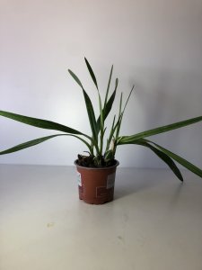 Encyclia diurna