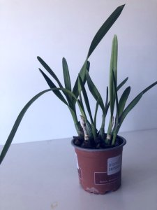 Encyclia patens