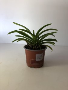 Rhynchorides Rachael Brick Shountemo Airides falcata x Rhynchostylis coelestis