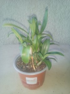 Polystachia  pubescens