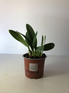 Laelia anceps alba