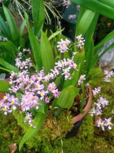 Oncidium sotoanum