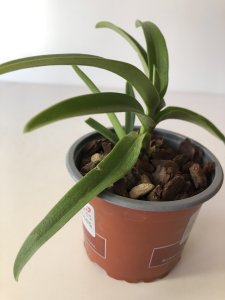 Sarcochilus Cholita Cuencana Ulnura Spice x Fairy